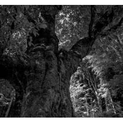 Gianluca Becuzzi - Axis Mundi (Ita), Digipack 2CD St.An.Da.