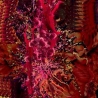 Un Regard Froix - Exopholie (Can), CD Scream & Writhe