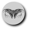 Funeral Moth (Jap), grey
